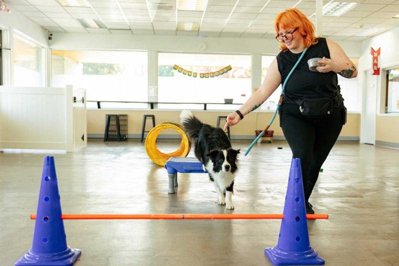 Szkolenie behawioralne psów: Pomoc szczeniakowi z problematycznymi zachowaniami