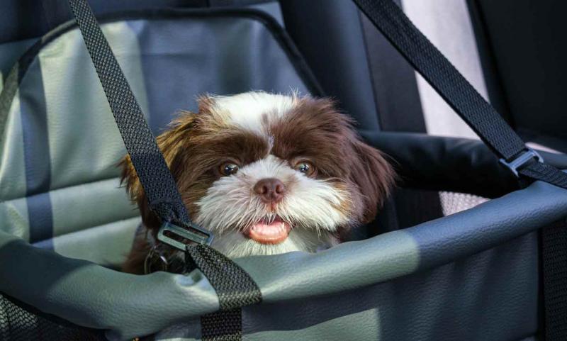 Jak bezpiecznie podróżować ze szczeniakiem w samochodzie: 11 porad sprawdzonych przez weterynarzy