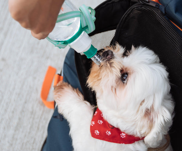 Co zrobić, gdy pies nie je, ale pije wodę?