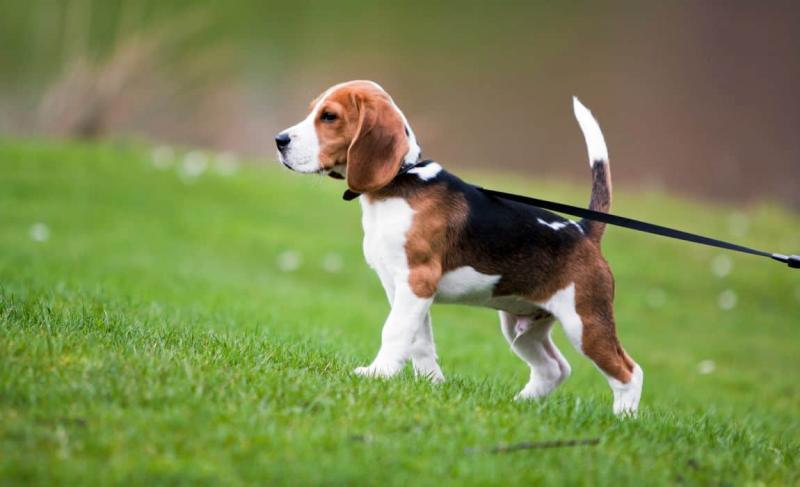 1. Beagle