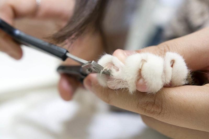 Jak często należy przycinać paznokcie u kota? (Odpowiedź weterynarza)