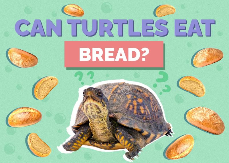 Czy żółwie są gadami? Taksonomia i fakty zweryfikowane przez weterynarzy