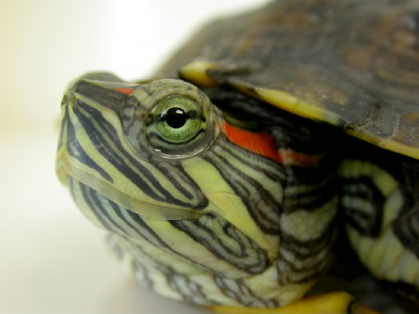 7 najczęstszych chorób u żółwi wodnych