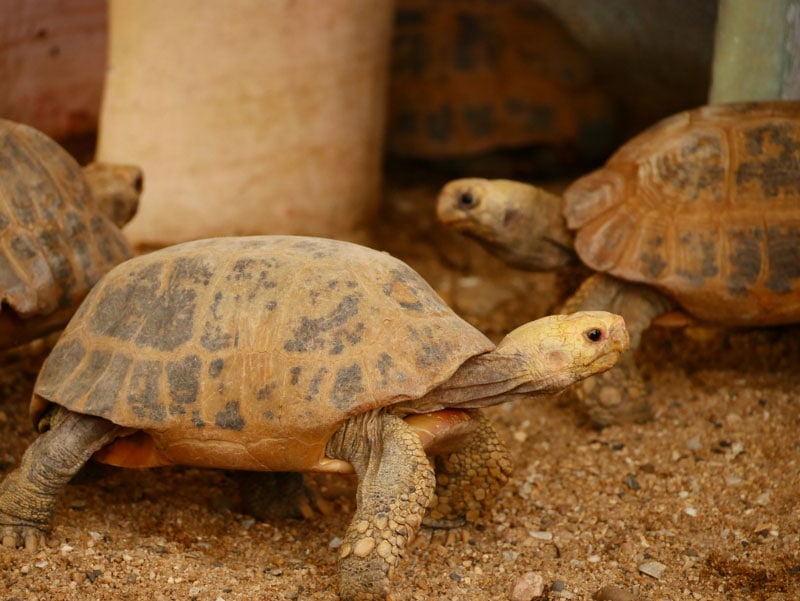 Czy żółwie są zwierzętami społecznymi? Powody, fakty i najczęściej zadawane pytania