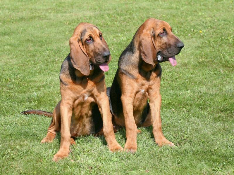 Jak duży staje się bloodhound? Średnia waga i wykres wzrostu