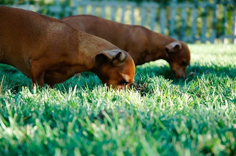 Dlaczego psy jedzą trawę: 10 powodów (odpowiedź weterynarza)