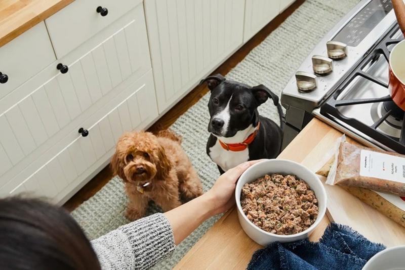 11 najlepszych karm dla małych psów