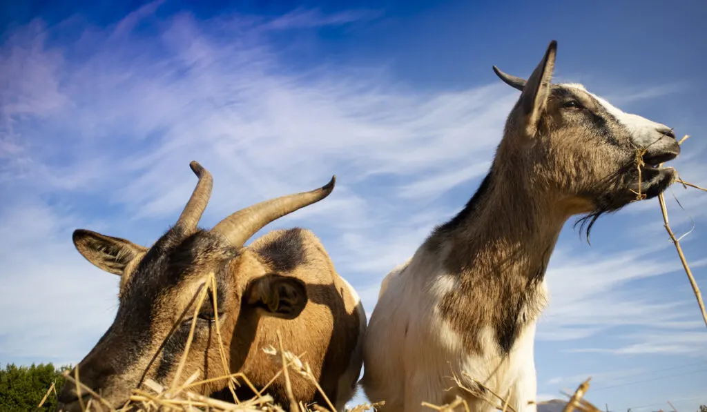 Czy kozy mogą jeść dynię? Fakty & Wskazówki dotyczące bezpieczeństwa