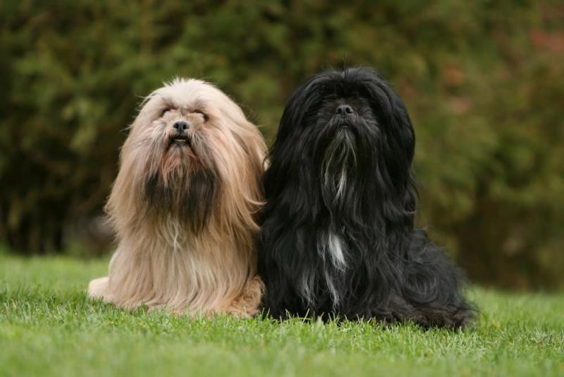 Szczenięta rasy Lhasa Apso