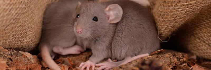 3. Szczury mogły nie rozprzestrzeniać zarazy