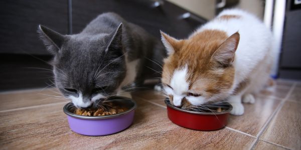Gdzie umieścić miski dla kotów, gdy masz psy?