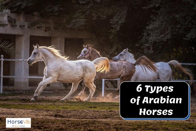 6. Koń arabski Shagya