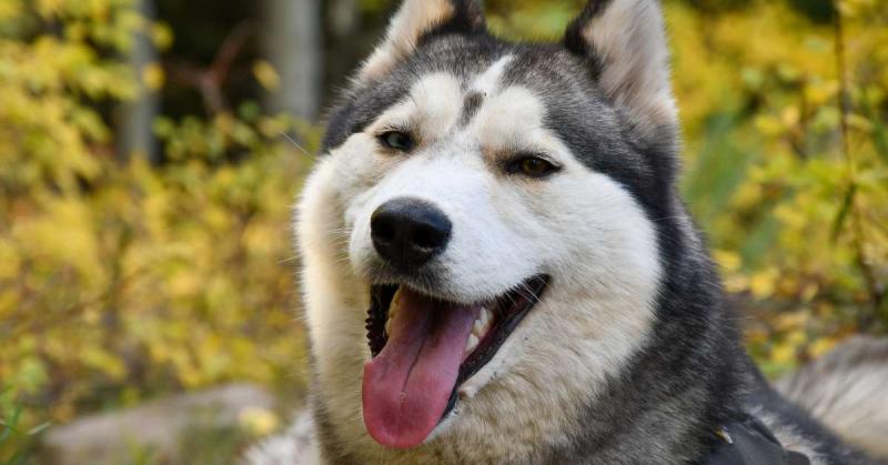 5. Alaskan Husky