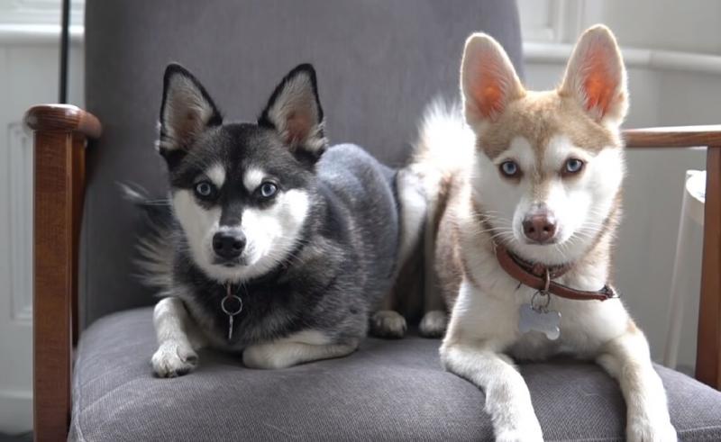 4. Labrador Husky