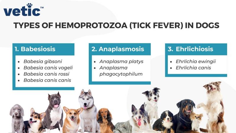 Ehrlichioza u psów (odpowiedź weterynarza): Objawy, leczenie i przyczyny