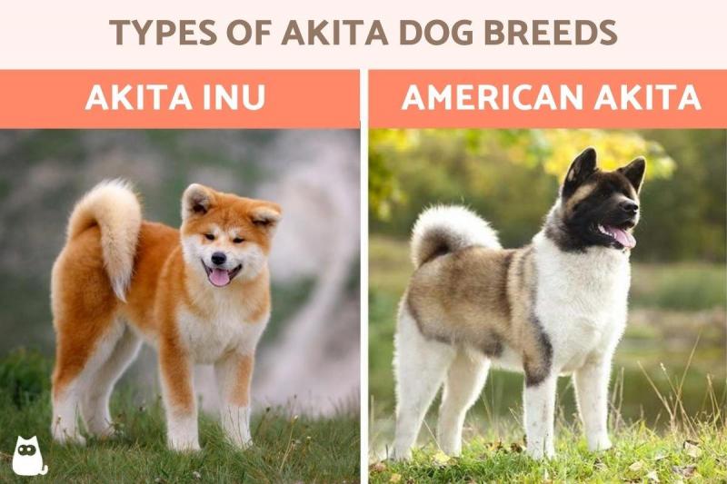 Japońska Akita Inu vs Amerykańska Akita: Różnice (ze zdjęciami)