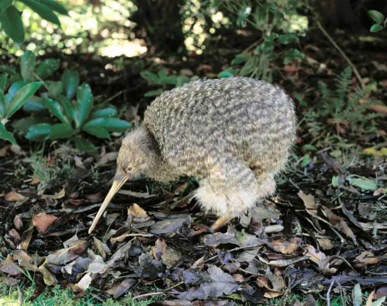 Wartości odżywcze kiwi