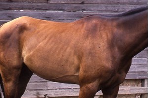 4. Buckeye Nutrition Gro 'N Win granulowana pasza dla koni