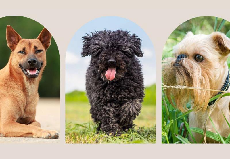 Które rasy psów należą do klasy AKC Toy Group? 22 niesamowite rasy
