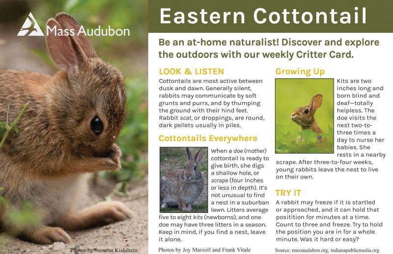 Charakterystyka rasy królików appalachijskich cottontail