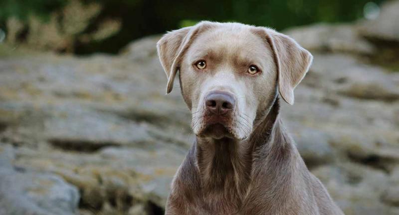 1. Srebrne labradory nie są jedynymi nietypowo umaszczonymi labradorami wzbudzającymi kontrowersje