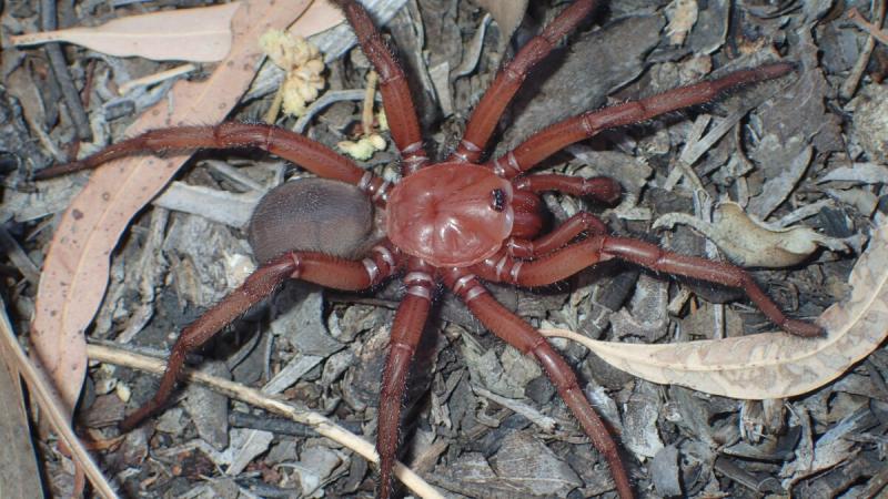 24 gatunki pająków występujące w stanie Iowa (ze zdjęciami)