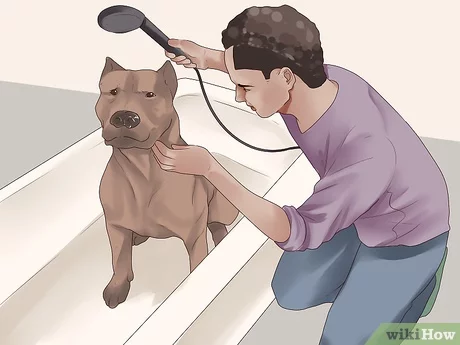 Jak często należy kąpać pitbulla? Porady zatwierdzone przez weterynarza