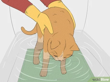 Jak wykąpać kota: 11 prostych kroków