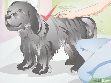9 wskazówek dotyczących szczotkowania sierści psa