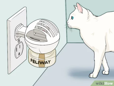 6 sposobów na uspokojenie kotki w rui wyjaśnionych przez naszego weterynarza