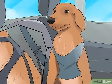 Jak uspokoić psa w samochodzie: 10 sprawdzonych metod