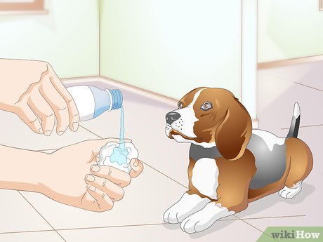Jak czyścić oczy psa: przewodnik zatwierdzony przez weterynarza (6 prostych kroków)