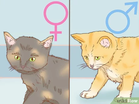Jak określić płeć kota - poradnik weterynaryjny ze zdjęciami
