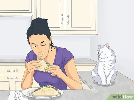 Dlaczego koty błagają o jedzenie