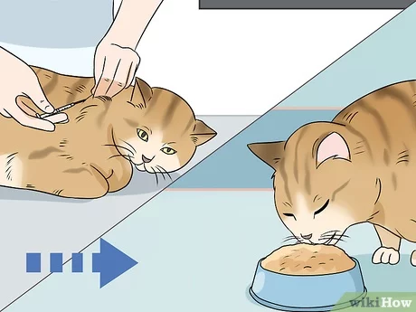 10 rzeczy, które należy podawać kotu choremu na cukrzycę, aby pomóc mu przybrać na wadze