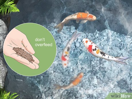 5 sposobów na pozbycie się piany w stawie (bez szkody dla ryb)