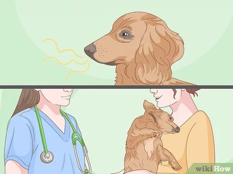 Jak pozbyć się rybiego zapachu u psa?