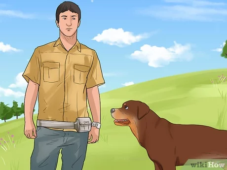 6 wskazówek, jak powstrzymać psa przed szarpaniem ubrań