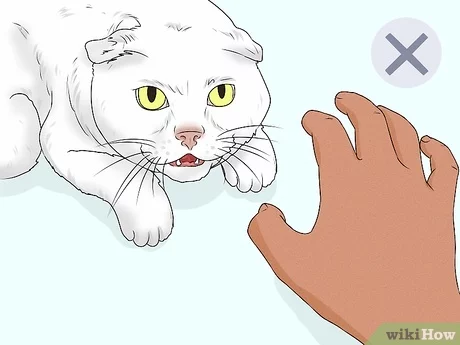 Jak masować kota: 4 porady i wskazówki