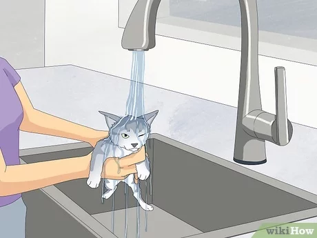 2. Delikatnie umieść kota w wannie