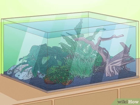 Jak uprawiać rośliny akwariowe w 9 prostych krokach