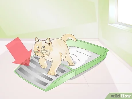 5 sposobów na to, by żwirek dla kota nie zalegał na podłodze