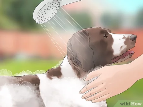 10 najlepszych pomysłów na odstraszanie much od karmy dla psów