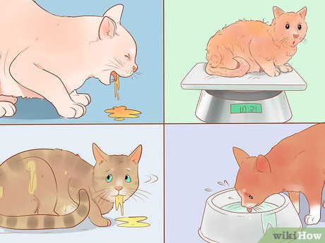 1. Kot odmawia jedzenia