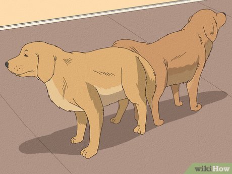 Co zrobić, gdy pies jest w rui