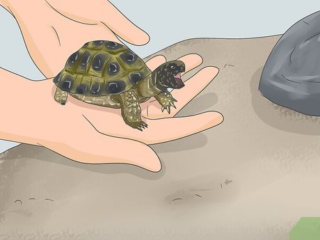 10. Stolik dla żółwia z doniczką od Pet DIYS