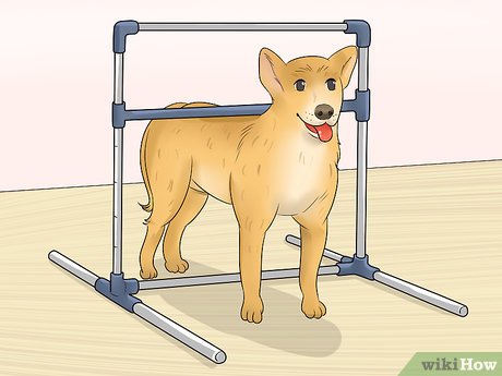 Jak zmierzyć wzrost psa: 3 kluczowe wskazówki