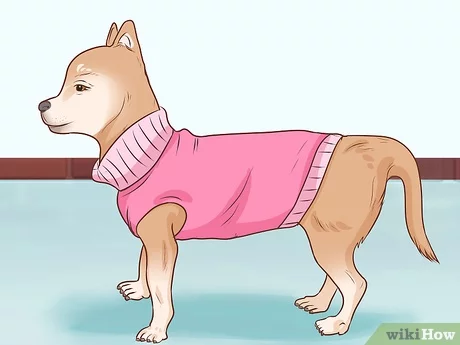Jak zmierzyć psa na ubranie: 4 kluczowe wskazówki