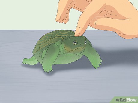 2 powody, dla których żółw domowy syczy