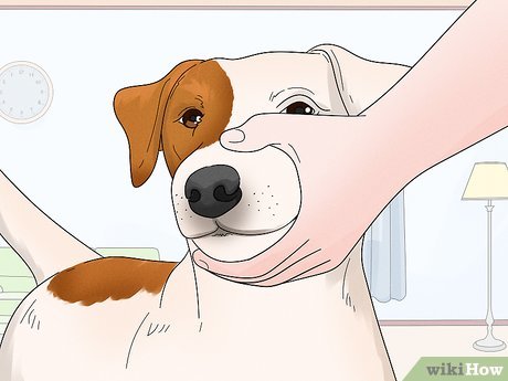 Jak wytresować psa, aby przestał szczekać na gości